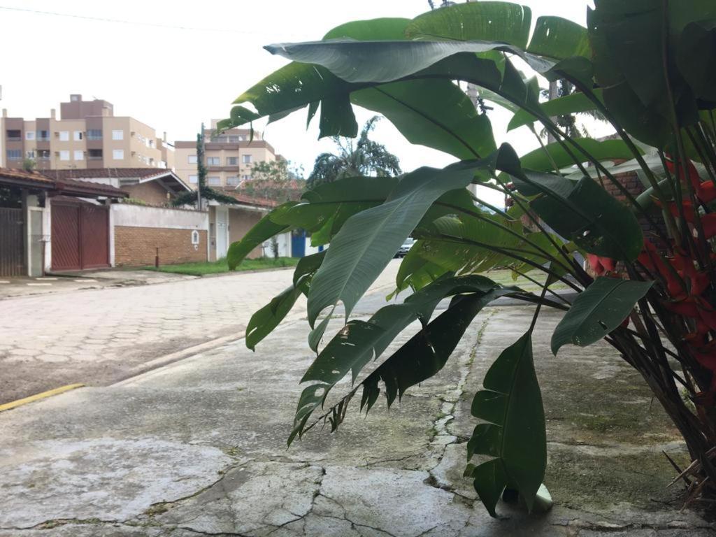Efferus * Ubatuba